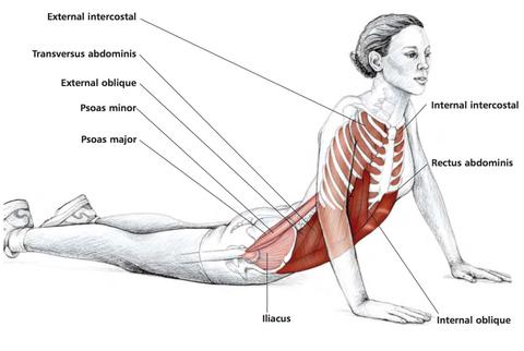 rectus abdominis stretch