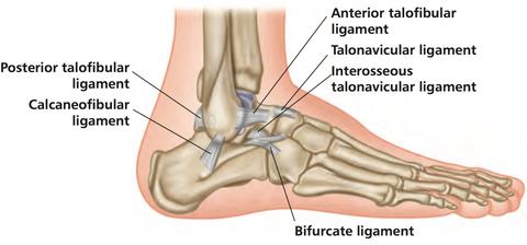 Relationship of the Gluteus Muscles to Ankle Sprains