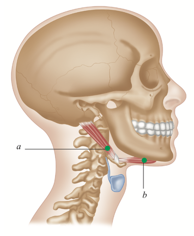 Trigger Point Therapy: Digastricus