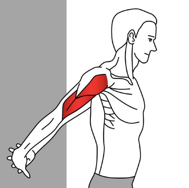 Stretching for Pain Relief - Anterior Deltoid