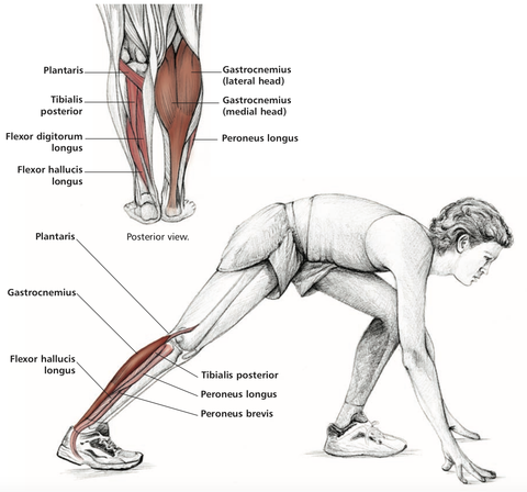 Calf Muscle Stretch